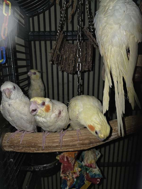 cockatiel-for-sale