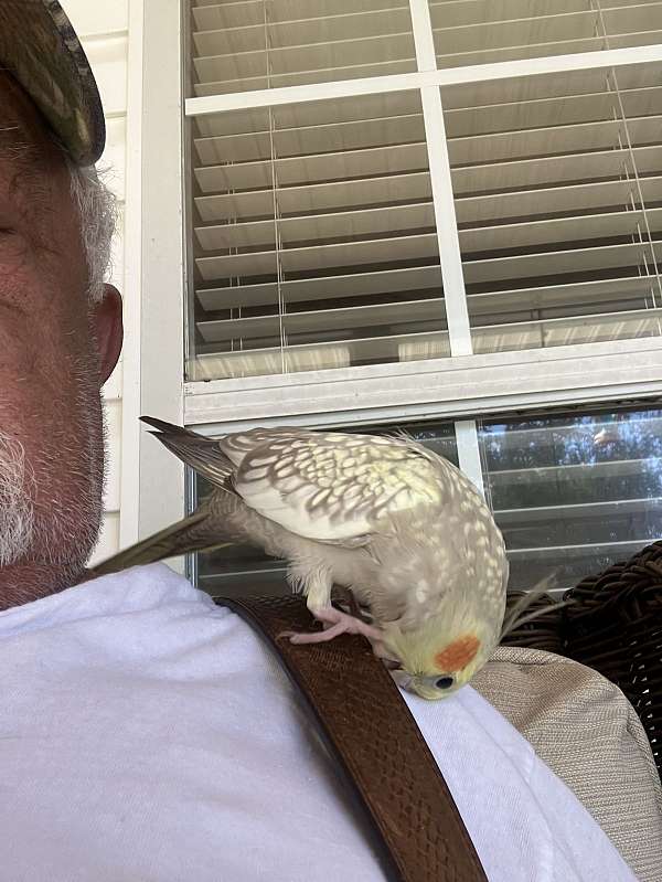 cockatiel-for-sale-in-orange-beach-al