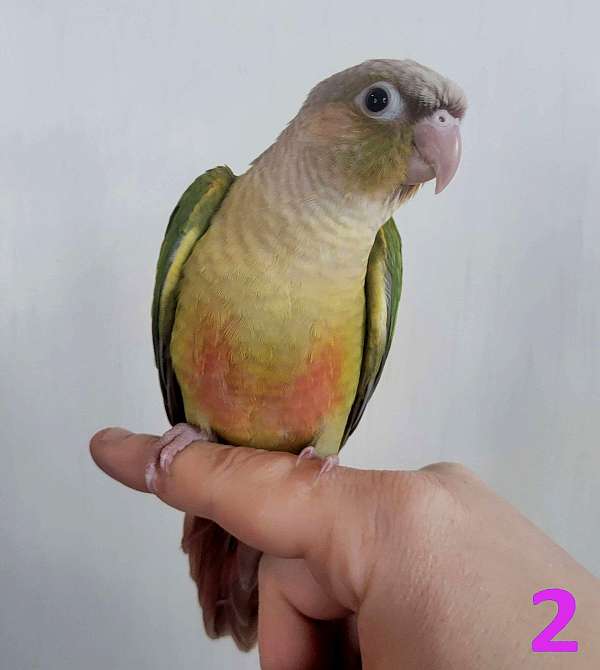 green-cheek-conure-for-sale-in-connersville-in