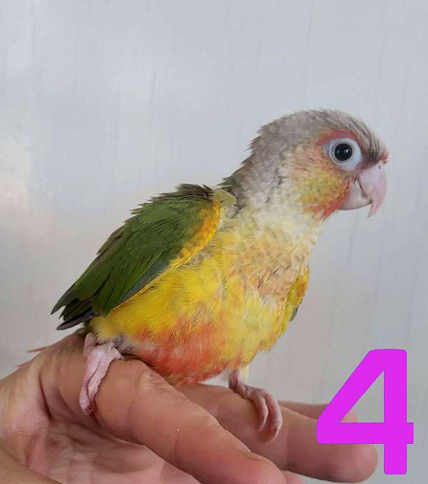 green-cheek-conure-for-sale