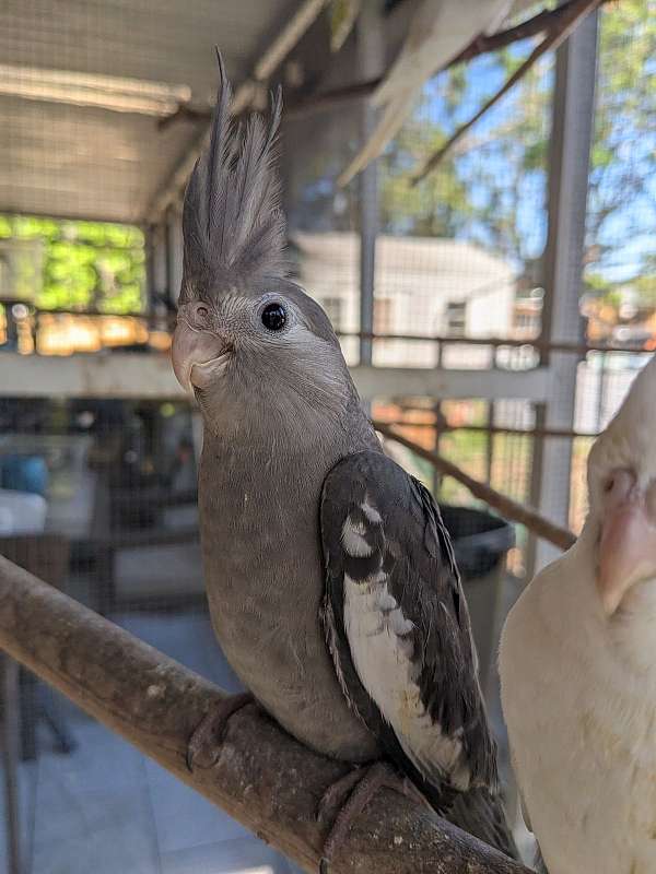 red-bird-for-sale-in-spring-hill-fl