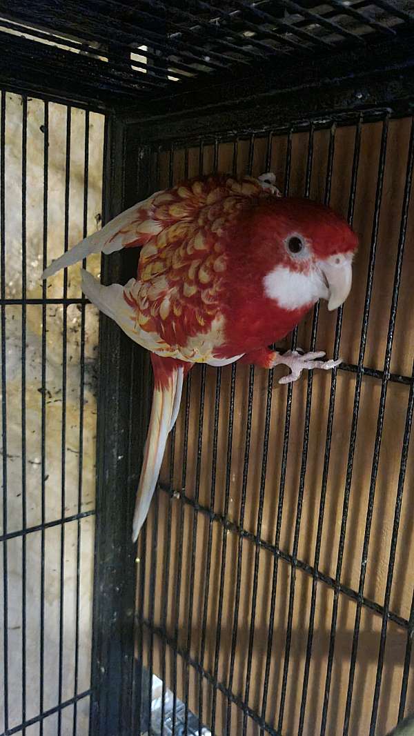 parakeet-for-sale