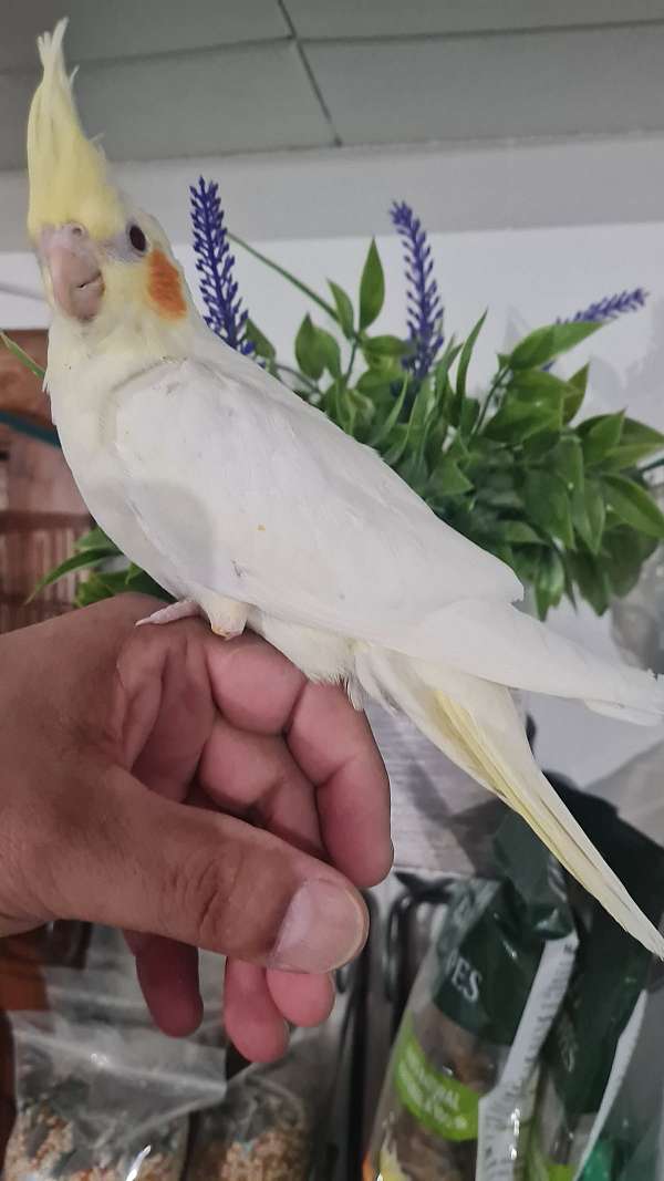 cockatiel-for-sale