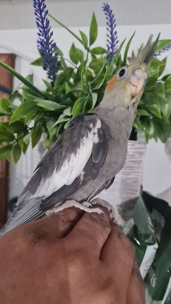 cockatiel-for-sale