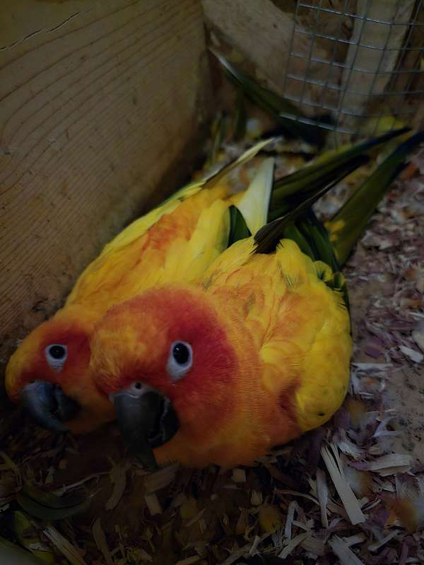 sun-conure-for-sale