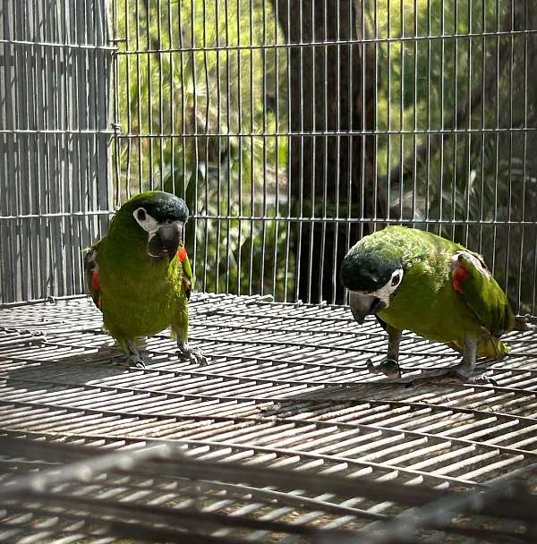 bonded-pair-hahns-macaw-for-sale