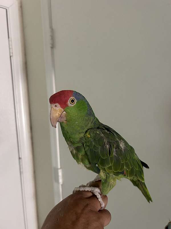 adult-bird-for-sale-in-avondale-az