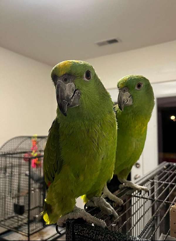 amazon-parrot-for-sale-in-chesterfield-va