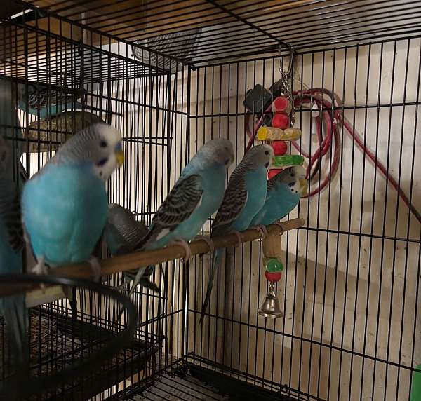 parakeet-for-sale