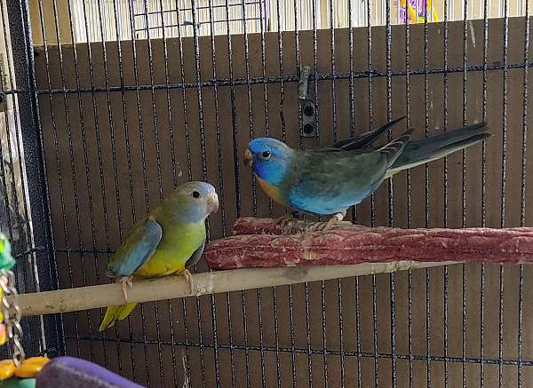 parakeet-for-sale-in-manor-tx