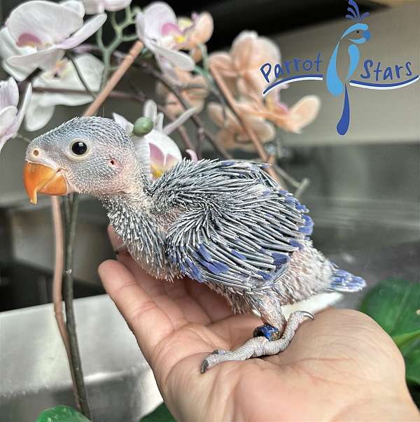 ringneck-parakeet-for-sale