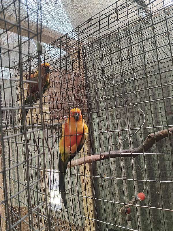 mature-bird-for-sale-in-calhoun-ga