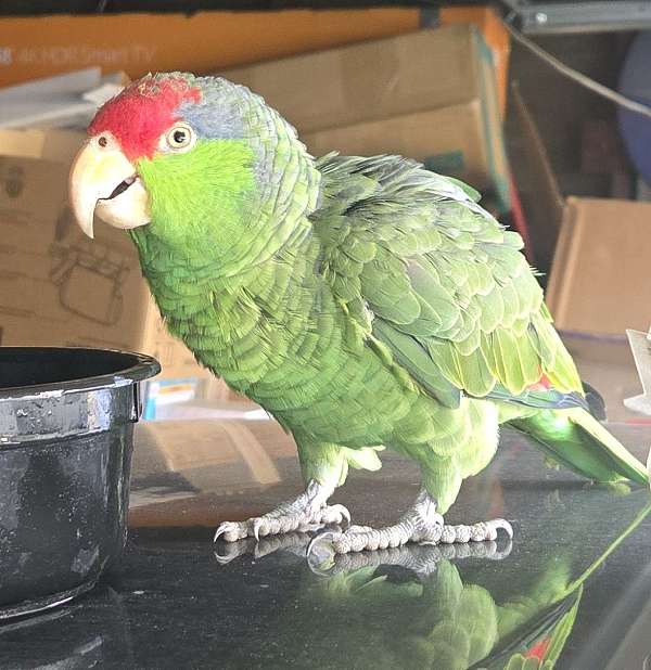 amazon-parrot-for-sale-in-la-puente-ca