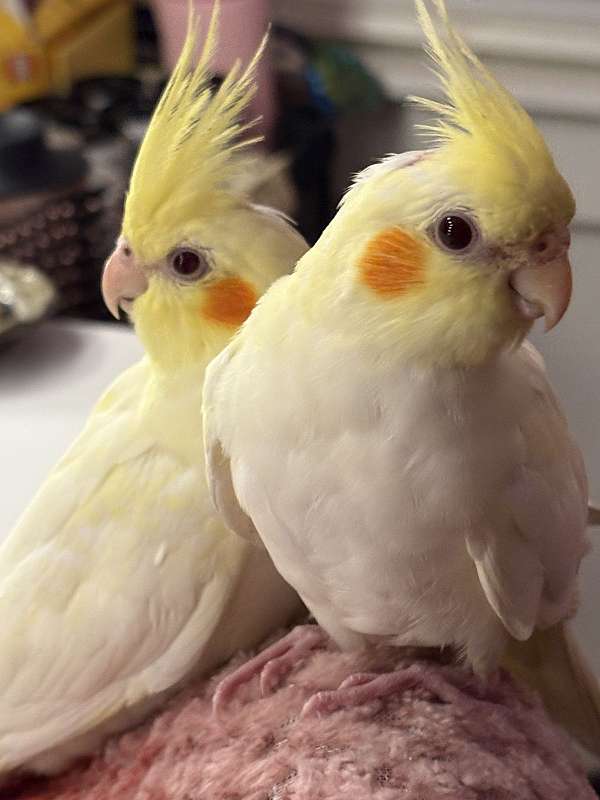 cockatiel-for-sale-in-sidney-ny