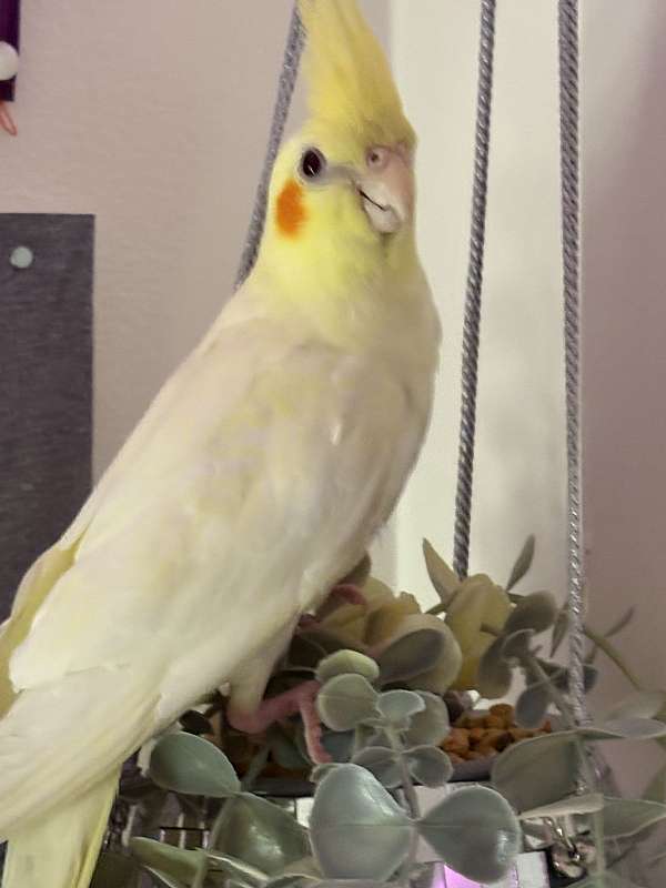 lutino-yellow-bird-adoption