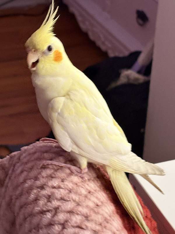 cockatiel-for-sale