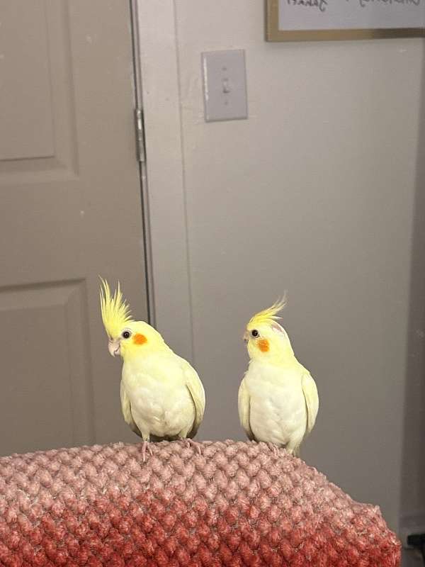 lutino-yellow-cockatiel-for-sale