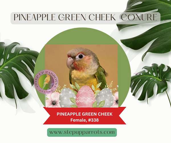 pineapple-red-bird-for-sale-in-pensacola-fl