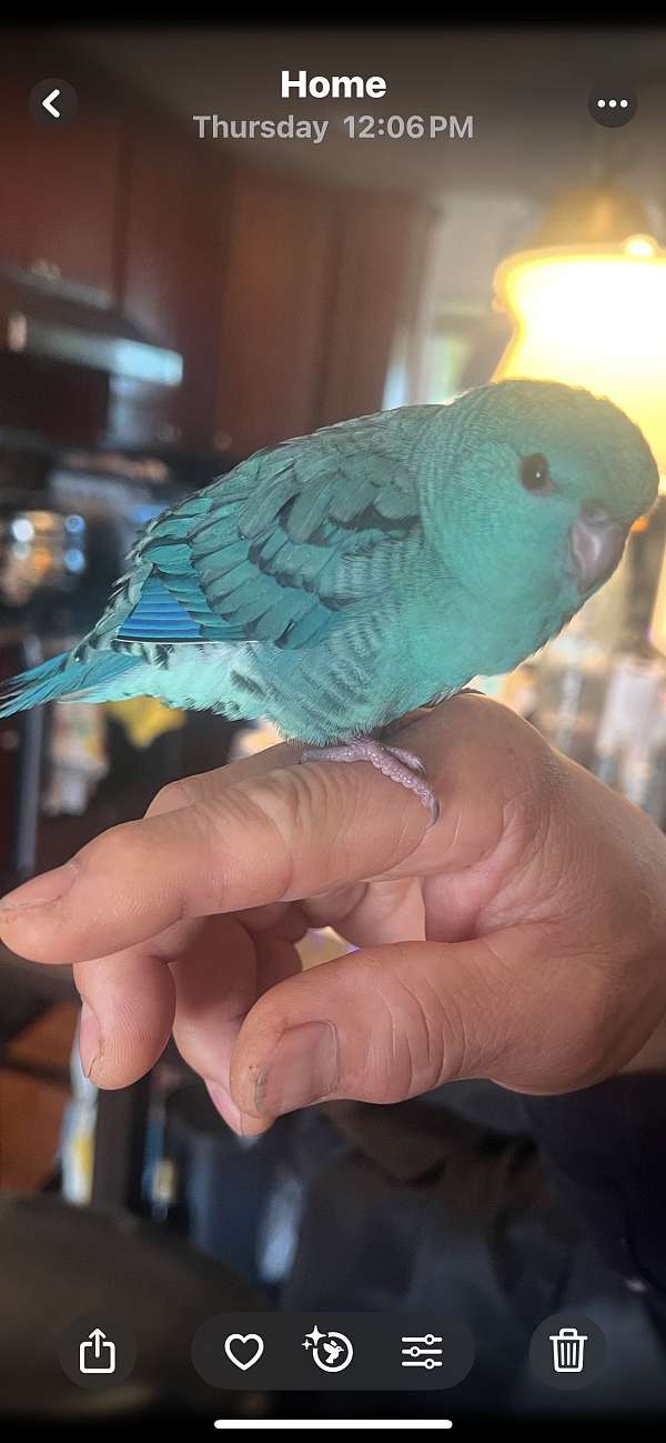 parakeet-lineolated-parakeet-for-sale-in-san-leandro-ca