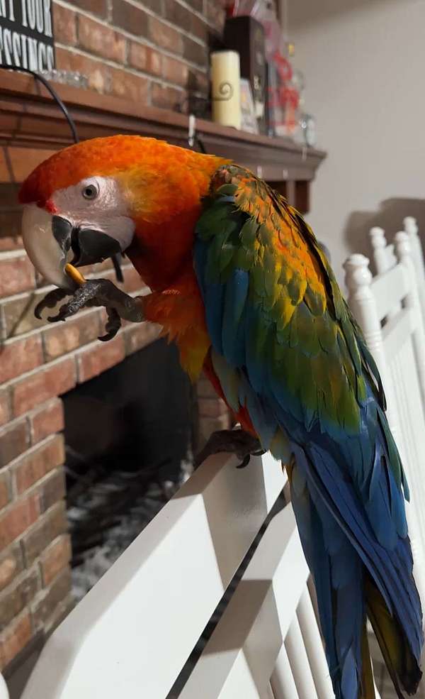 hybrid-macaw-for-sale