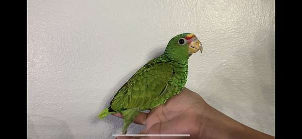 white-front-amazon-parrot-for-sale-in-california