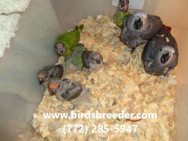 poicephalus-parrots-for-sale