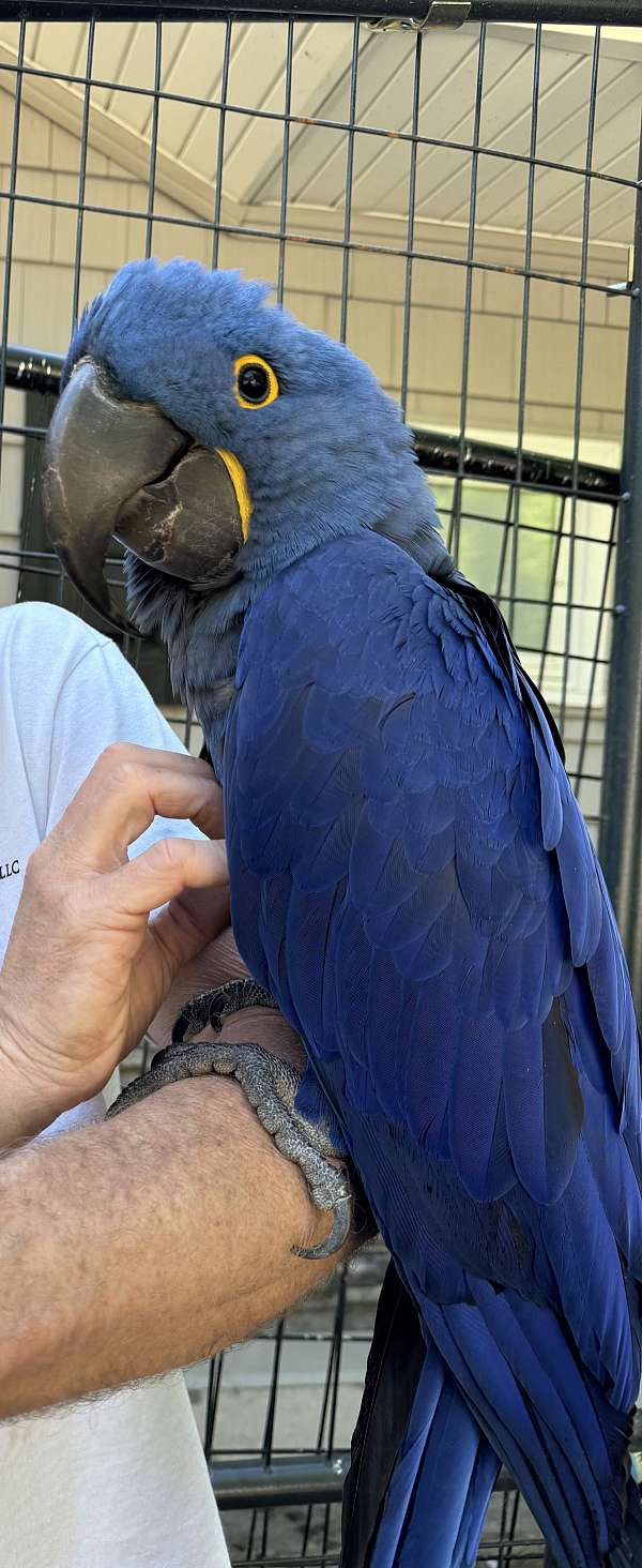 hyacinth-macaw-for-sale-in-east-waterboro-me