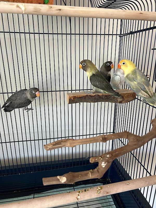 fischers-lovebird-for-sale