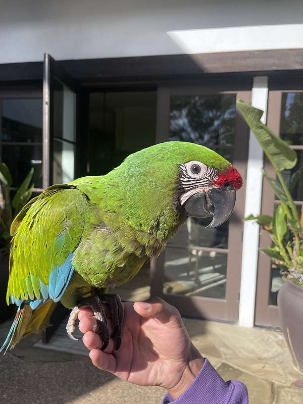 military-macaw-for-sale