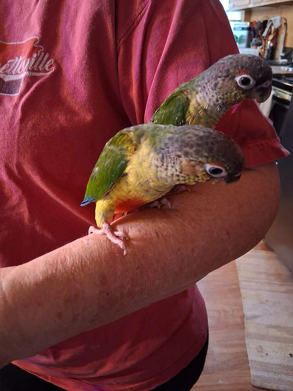 green-cheek-conure-for-sale-in-lincoln-ar