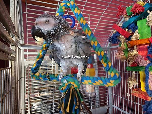 african-grey-parrot-for-sale-in-greencastle-in