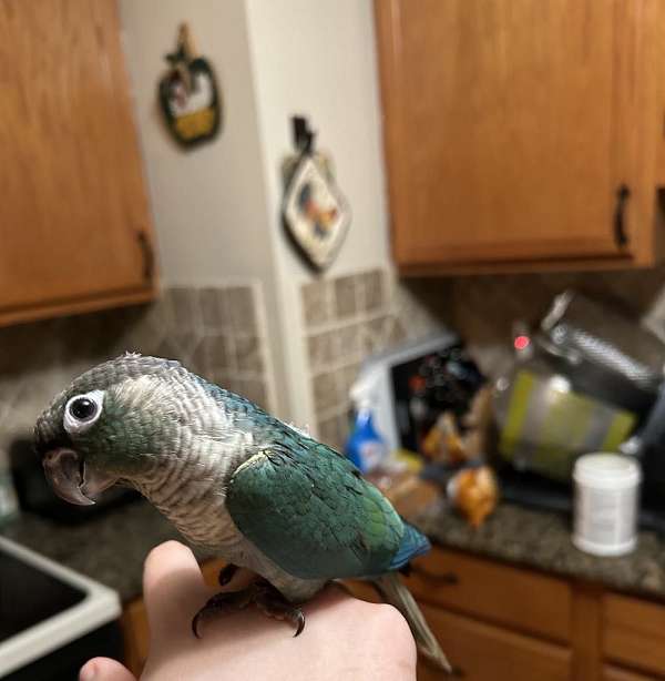 green-cheek-conure-for-sale