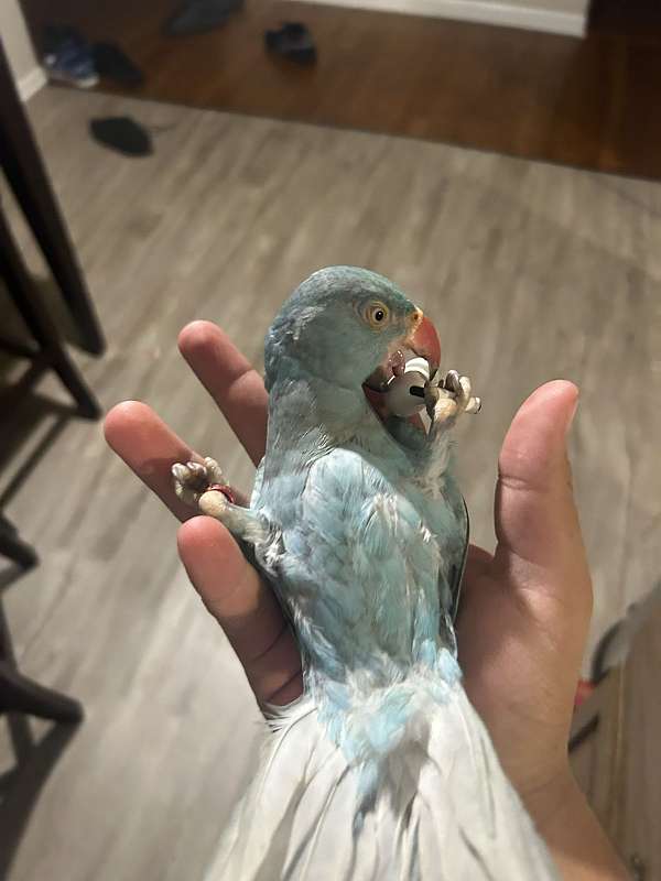 parrot-for-sale-in-dearborn-heights-mi