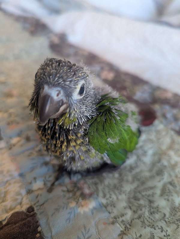 green-cheek-conure-for-sale-in-mt-washington-ky