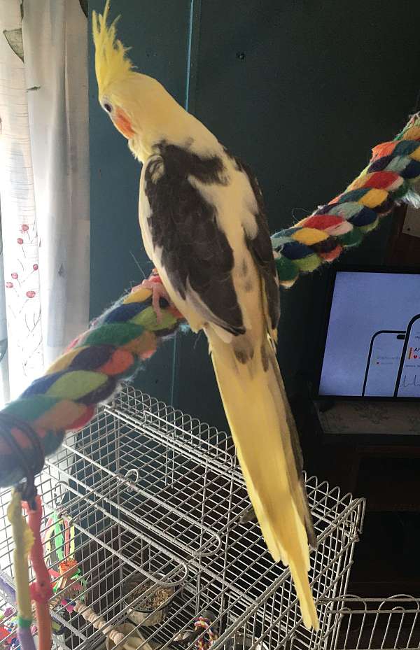 cockatiel-for-sale