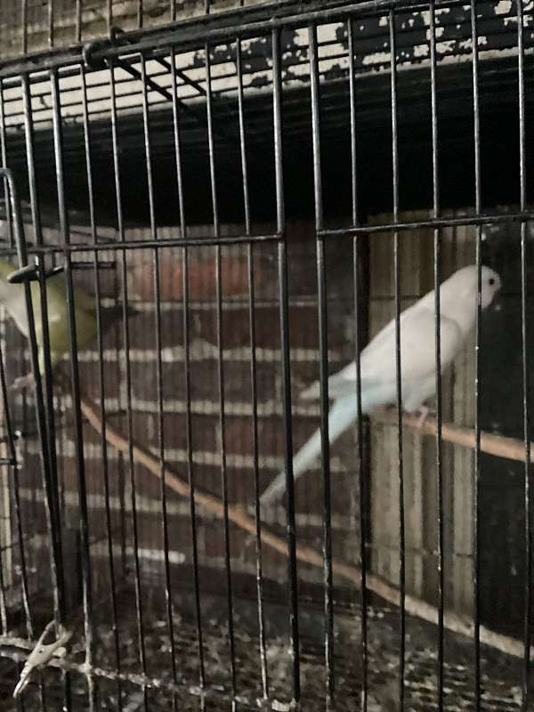 parakeet-for-sale-in-ridgeley-wv