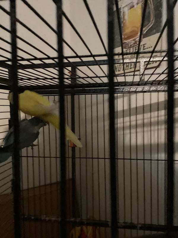 quaker-parrots-for-sale-in-ridgeley-wv