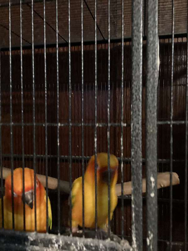 conure-for-sale-in-ridgeley-wv