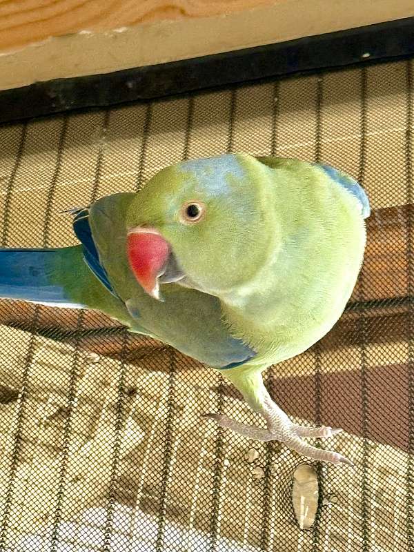 parakeet-for-sale-in-santa-rosa-ca