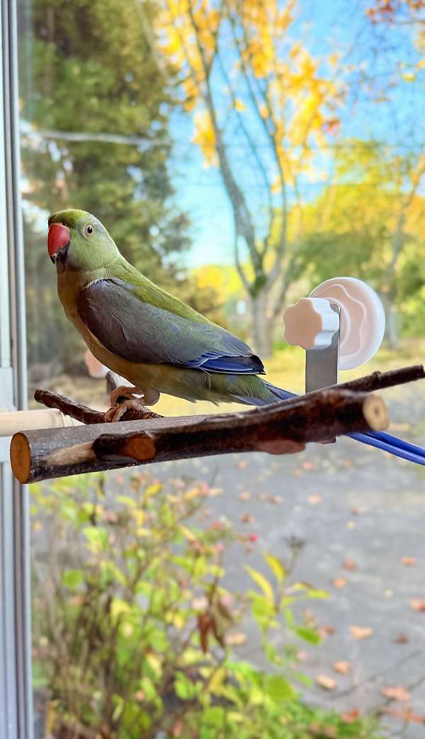 parakeet-for-sale-in-santa-rosa-ca