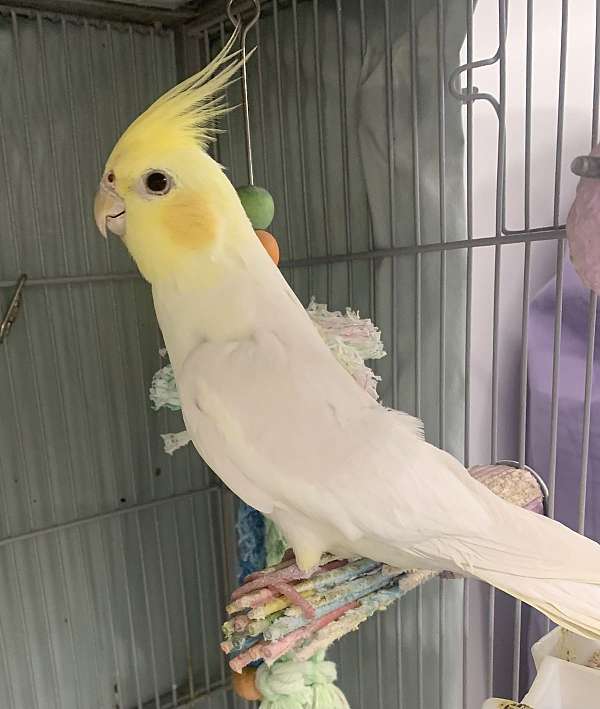 cockatiel-for-sale