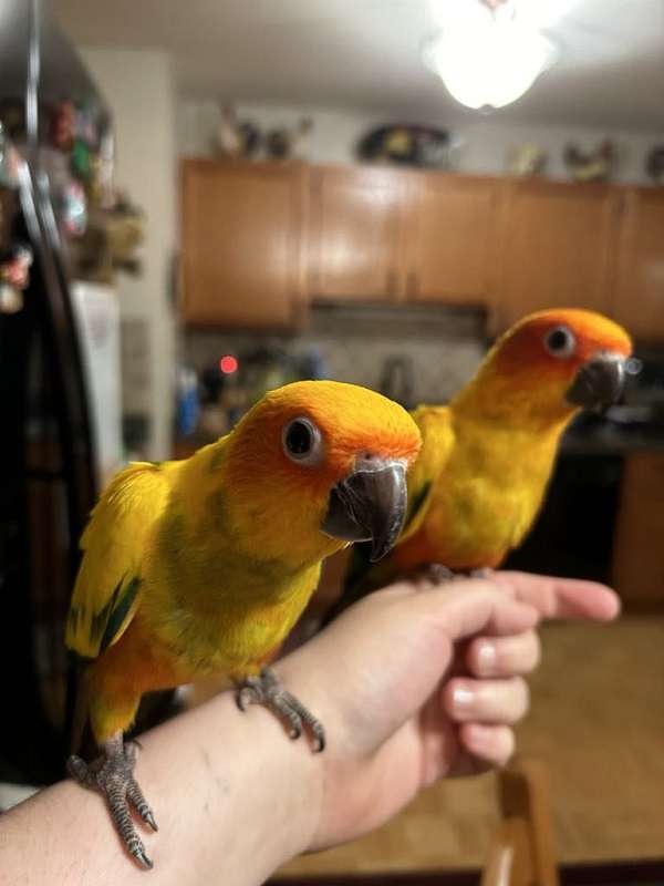 pet-tame-sun-conure-for-sale