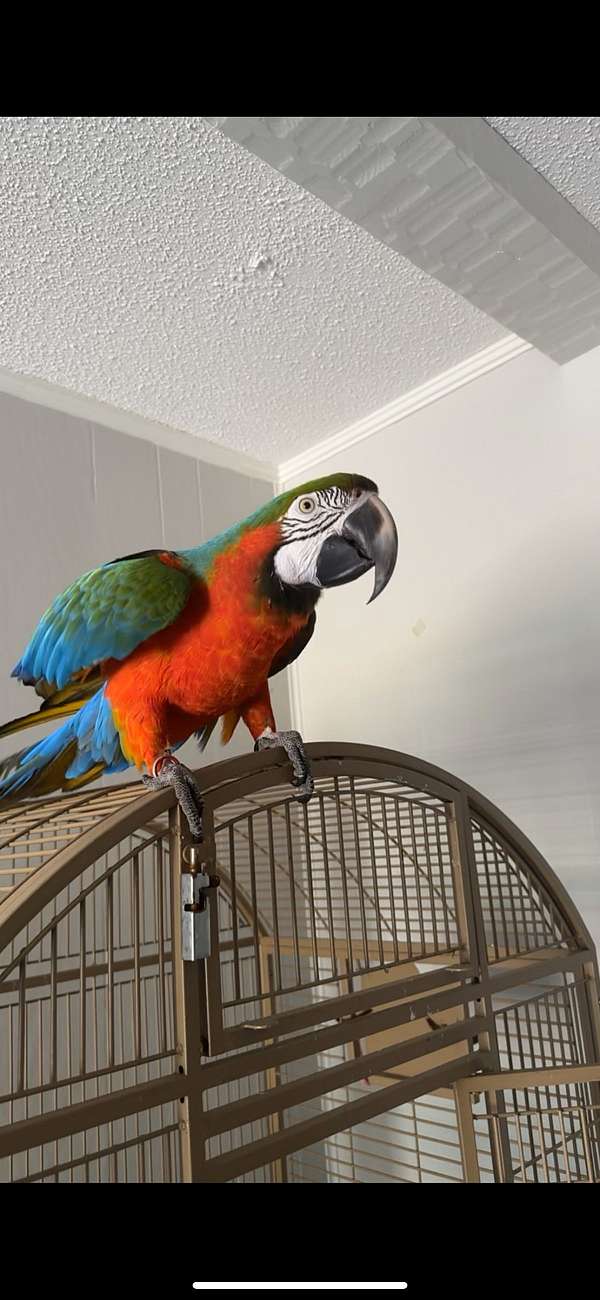 adult-bird-for-sale-in-augusta-ga