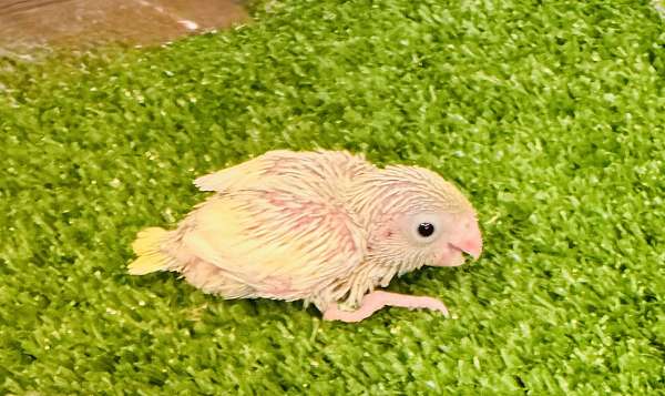 baby-bird-for-sale-in-deltona-fl