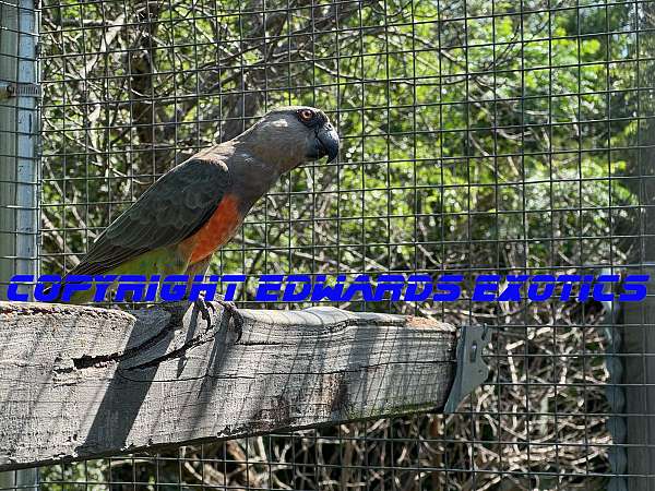 bird-for-sale-in-liberty-hill-tx