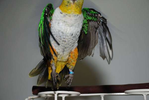 poicephalus-parrots-for-sale-in-liberty-hill-tx