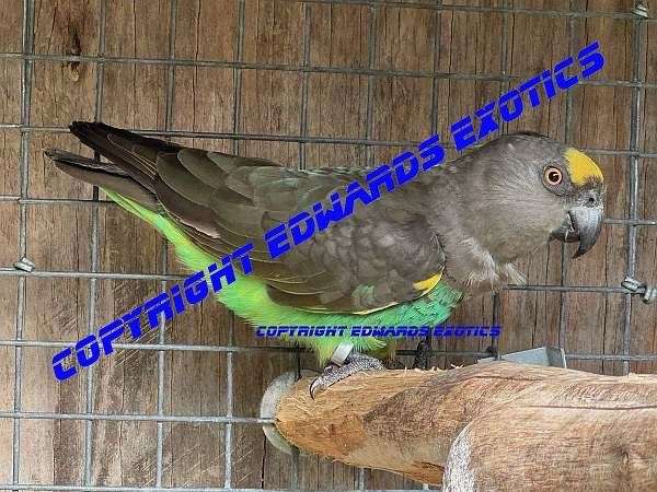 poicephalus-parrots-for-sale-in-liberty-hill-tx