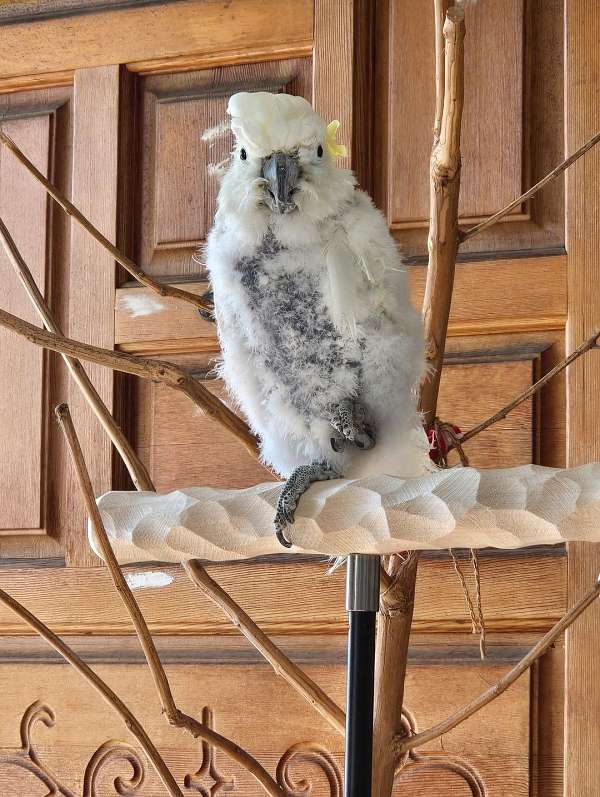 sulpher-crested-cockatoo-for-sale-in-owasso-ok