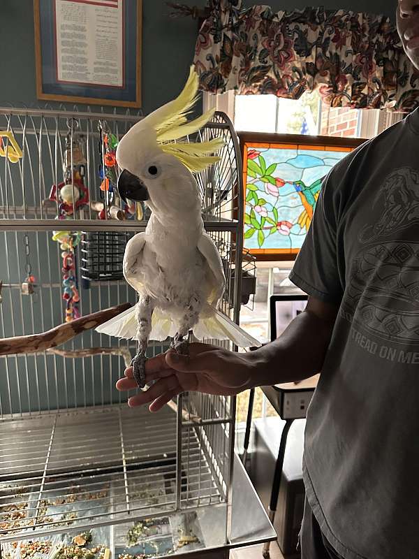 cockatoo-for-sale-in-woodbridge-va