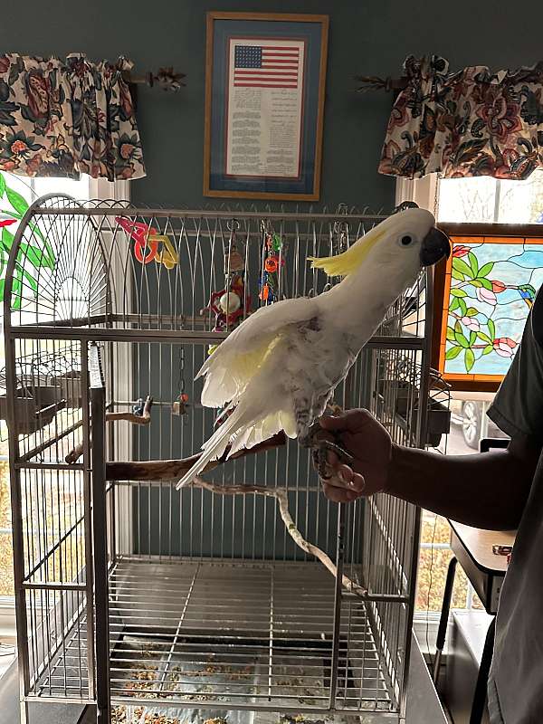 noisy-bird-for-sale-in-woodbridge-va